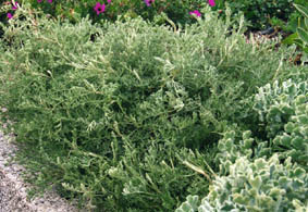 Artemisia maritima